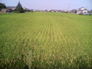 inaka-mono imabari japan