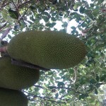 IMG00011-20100129-1246